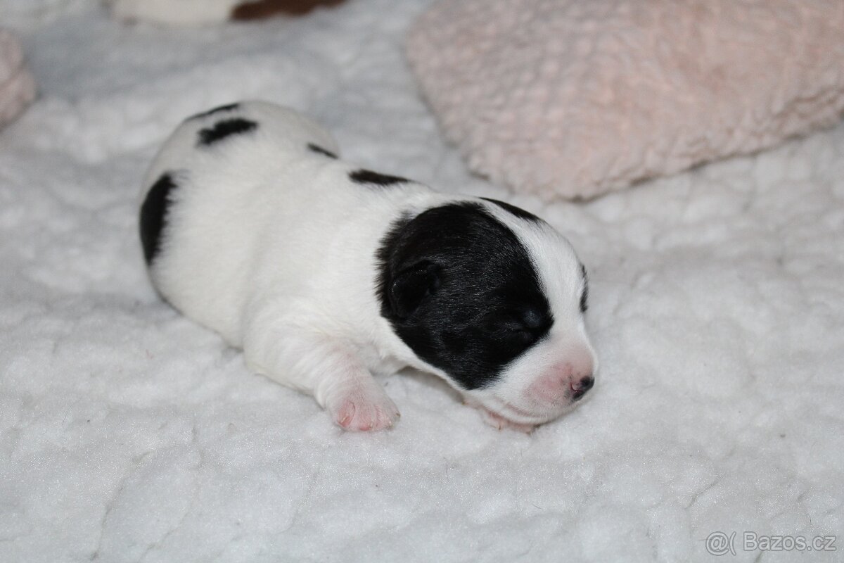 Jack Russell Teriér s PP - 8