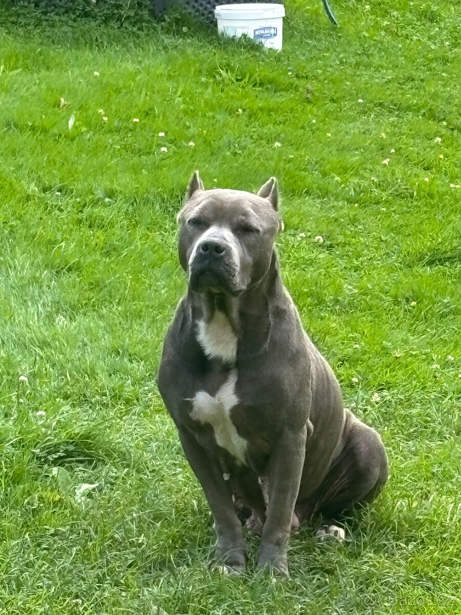 Americký Stafordširský Teriér - 8