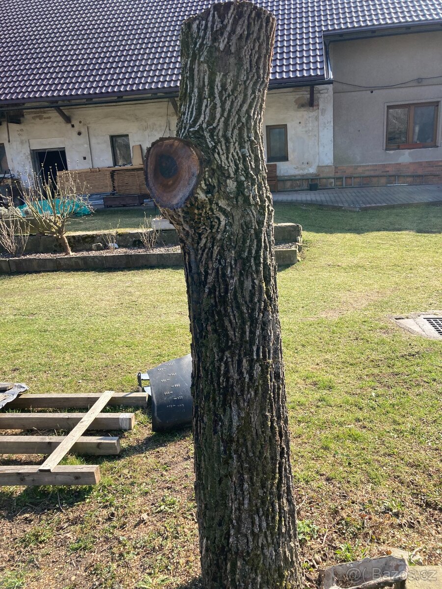 Kmeny ořechu - ořechové dřevo - 8