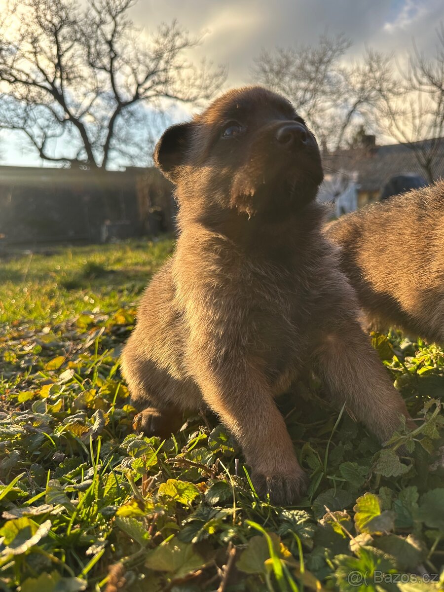 Belgický ovčák Malinois X německy ovčák - 8