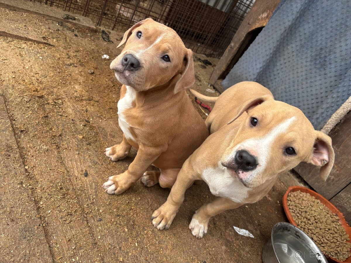 Americký stafordsirsky terier, Stafford, amstaf - 8