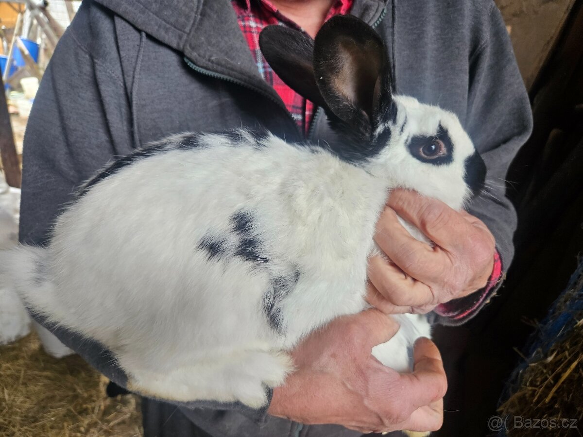 Králík - 8
