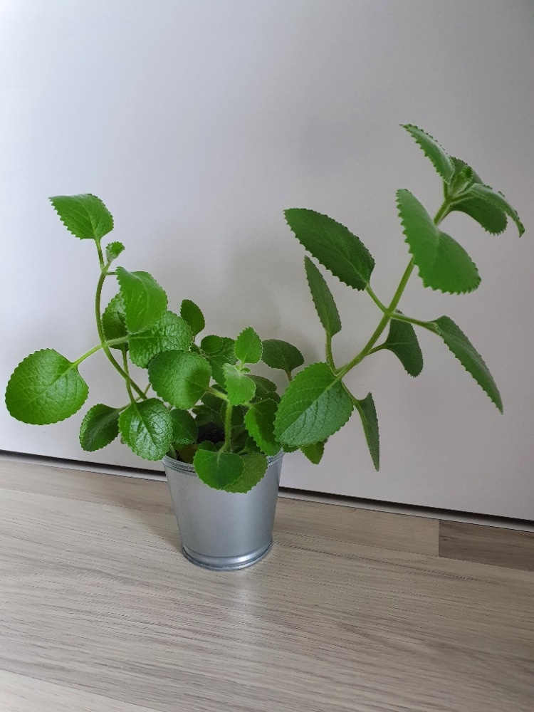 Krásné rýmovníky - 8