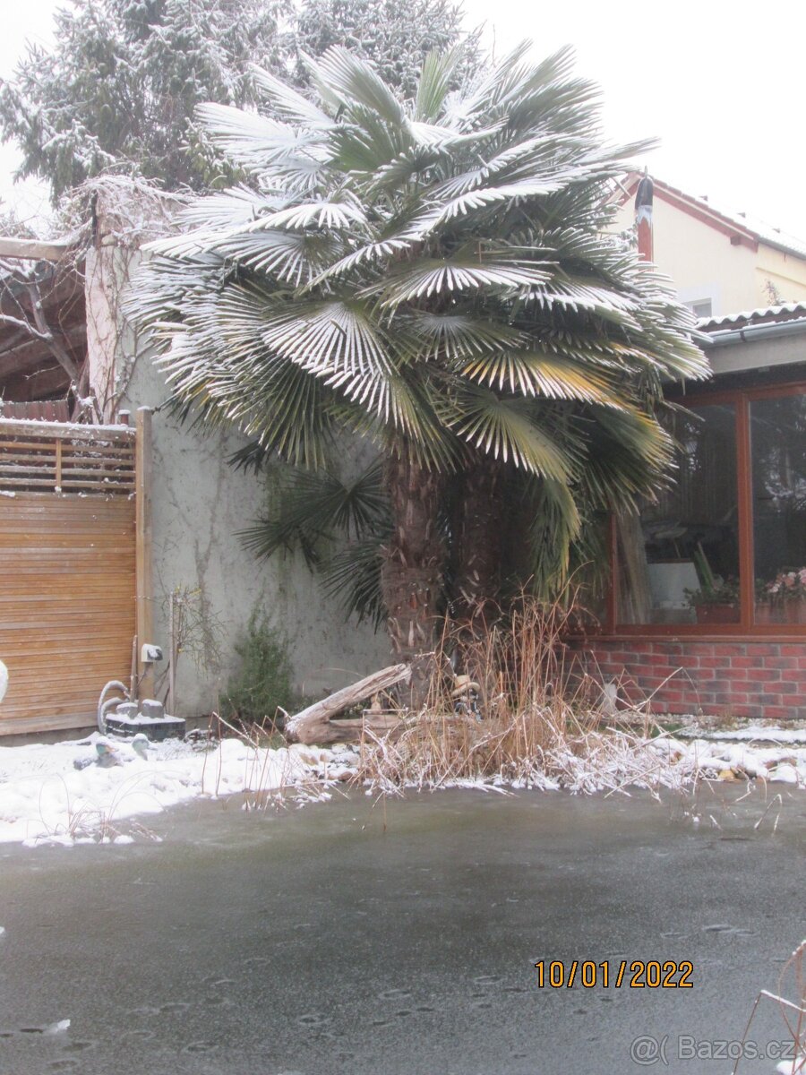 Mrazuvzdorná Palma konopná-palmičky - 8