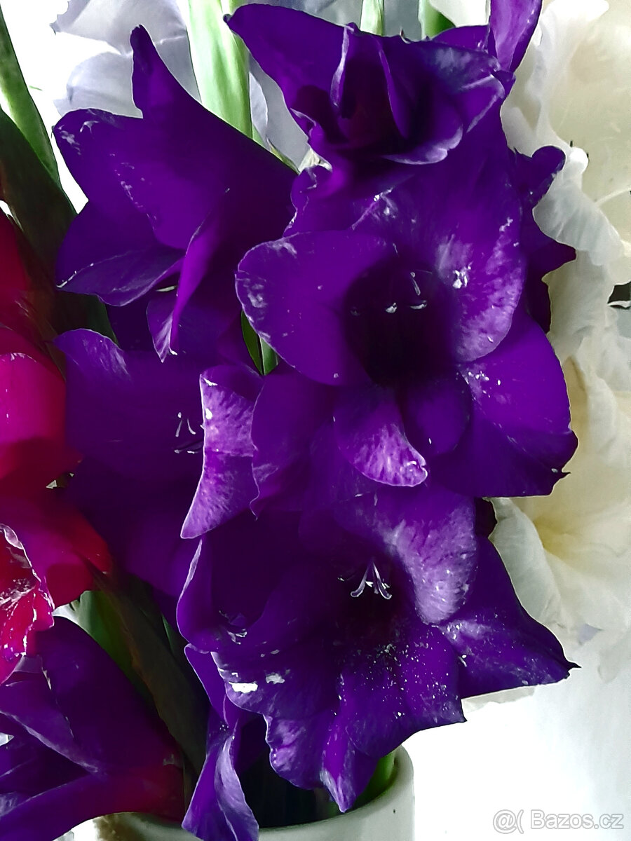 mečíky, cibule mečíků - 8