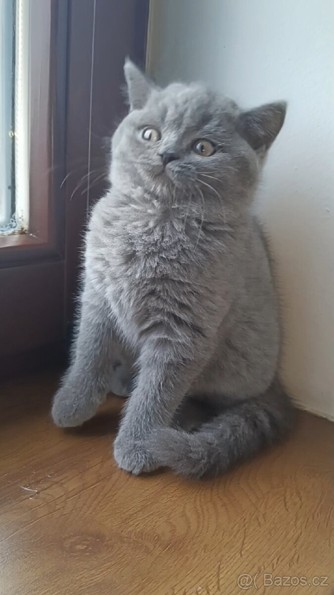 Britská koťata - 8