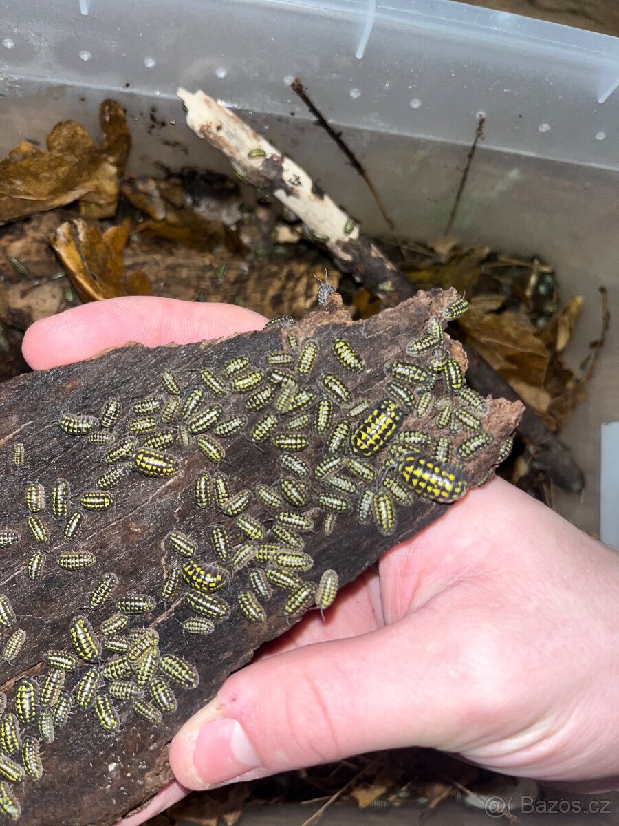 Africký šnek 14.12.2025 Ostrava fauna trhy - 8