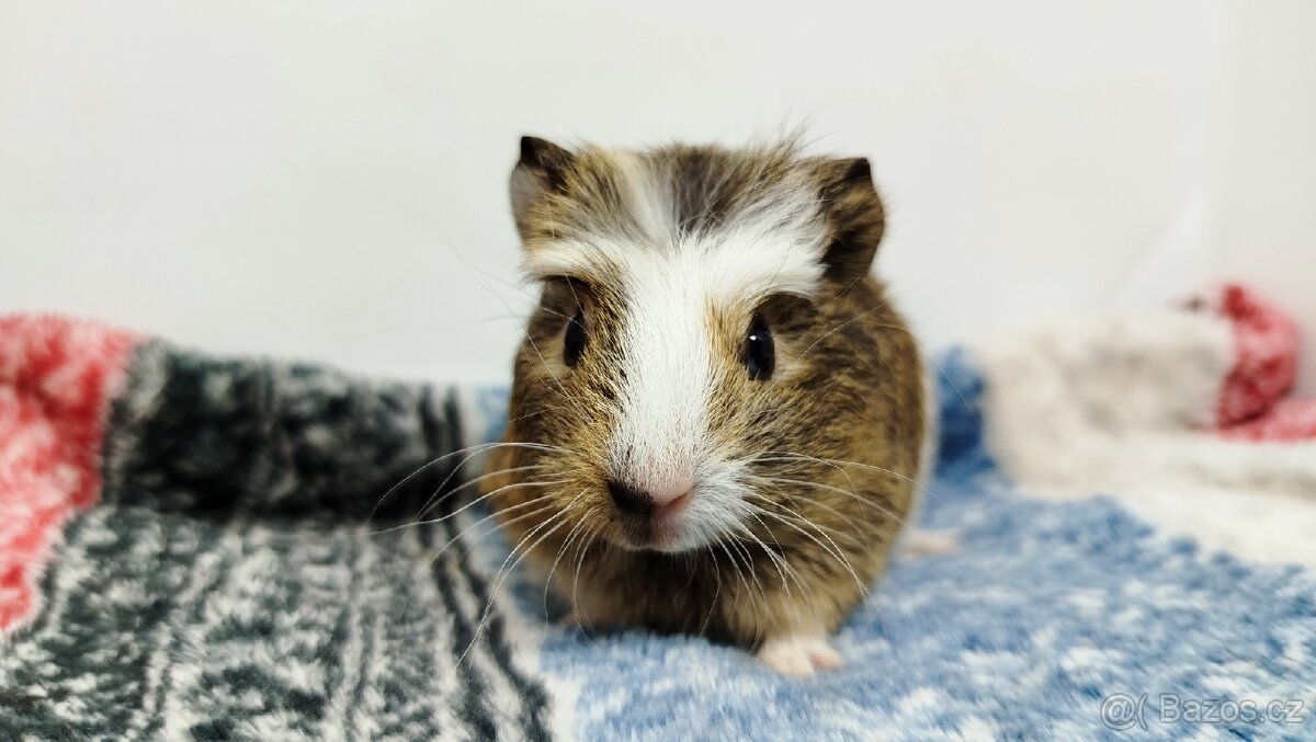 Morče, Morčata, Morčátko, Morčátka - SAMIČKY - 8