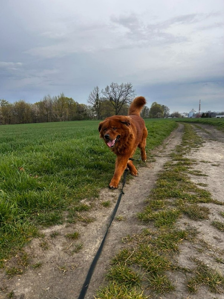 Chundelatý Brit - 8