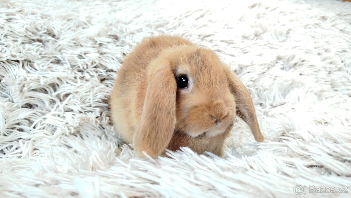 Zakrslý beránek, králíček, králík - JAYDEN - 8