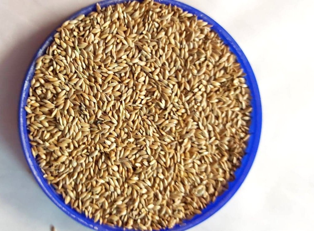 Lesknici, Oves nahý, Proso žluté a zelené a hrách - - 8