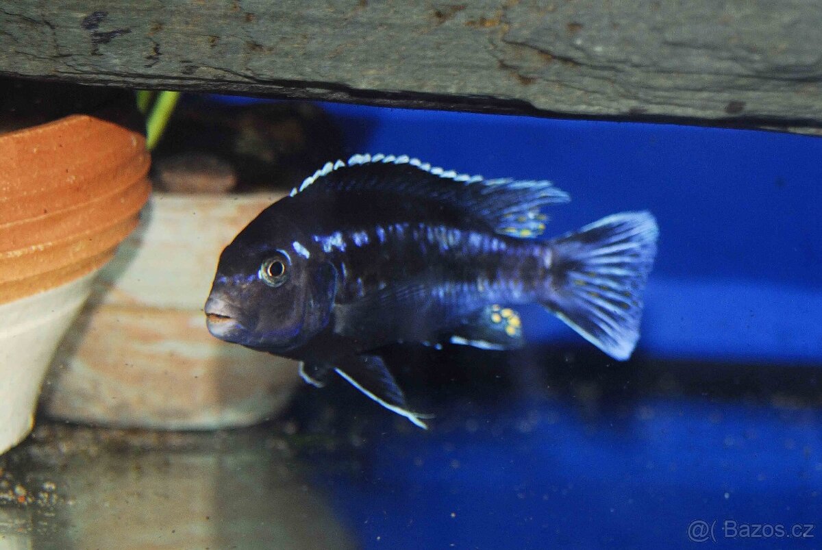 Prodám tlamovce z jezera Malawi - 8