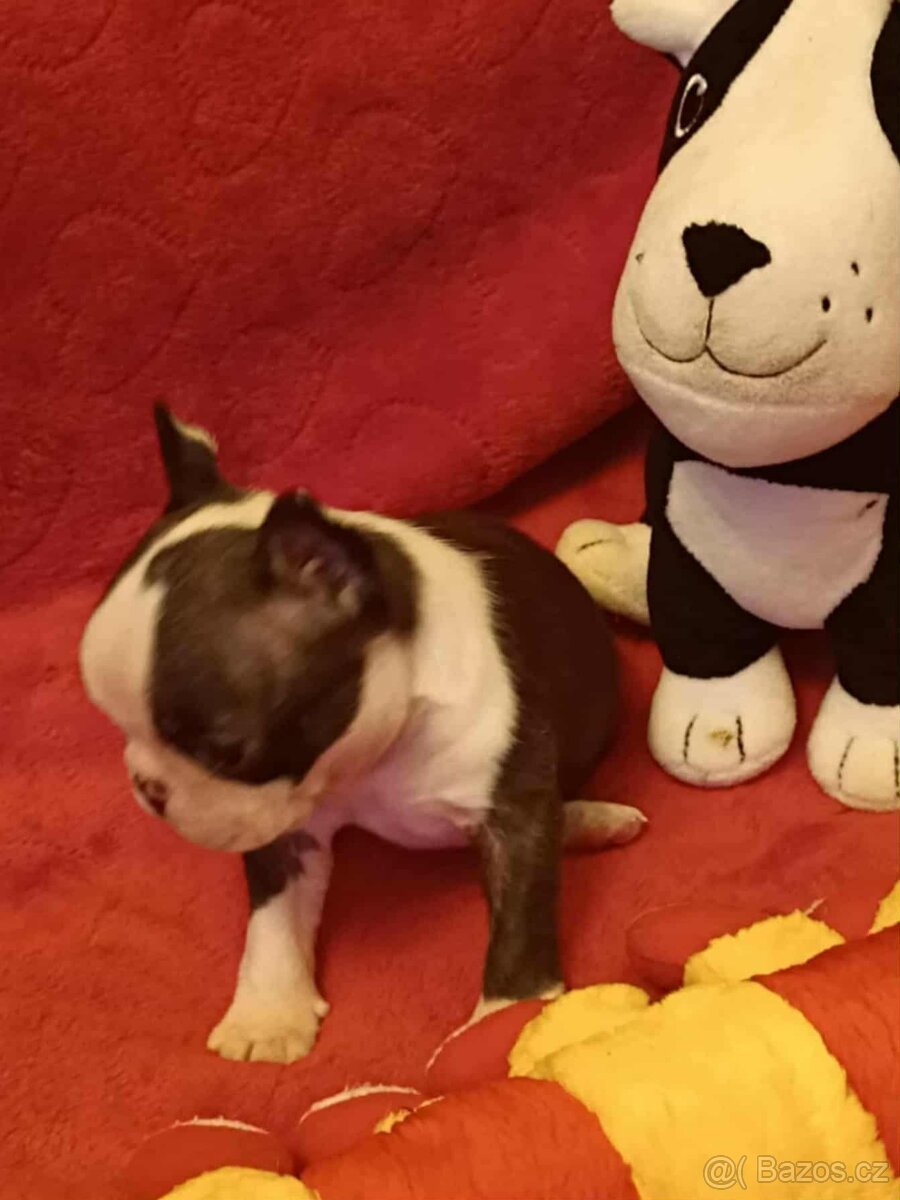 Boston,Bostonský teriér,Boston Terrier s PP - 8