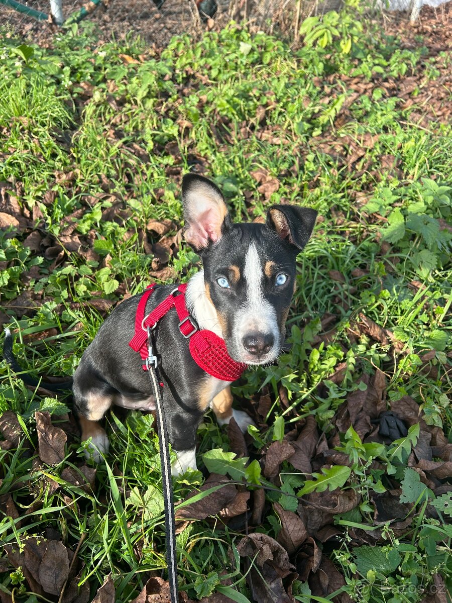 Štěně do dobrého domova - 8