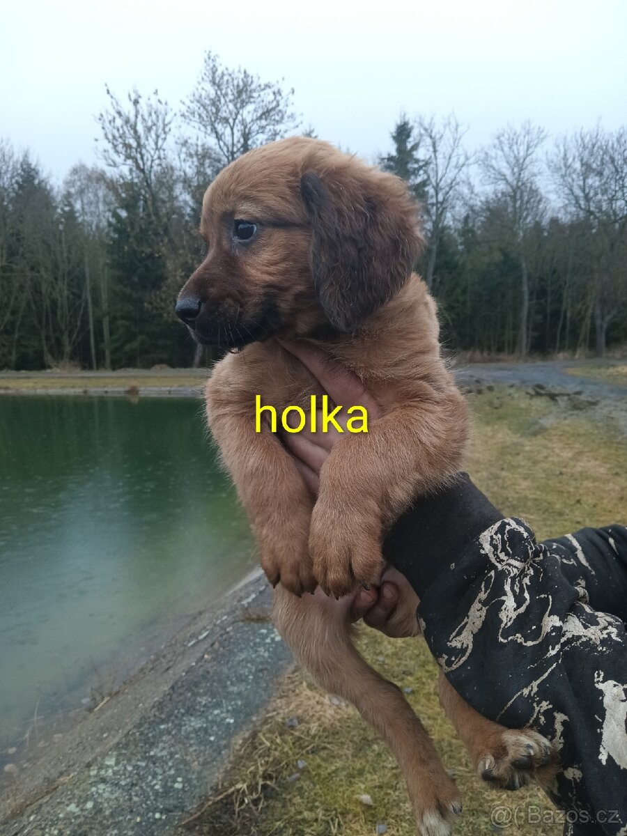 Poslední Vánoční štěňátka - 8