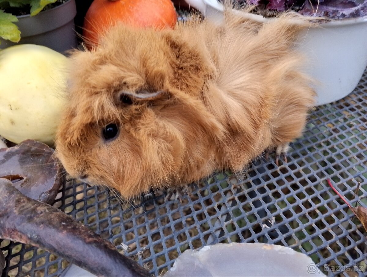 Morčátko holčička - 8