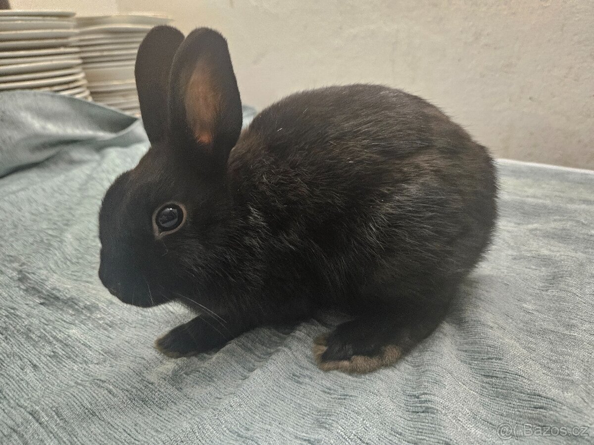 Zakrslý králíček - 8