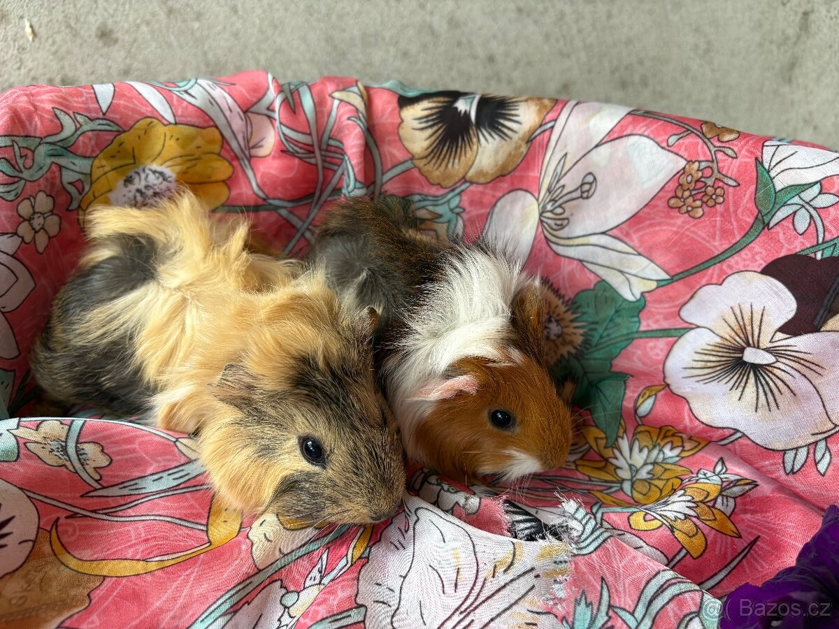 MORCE , MORČATA , MORČÁTKA 🐹 - 8