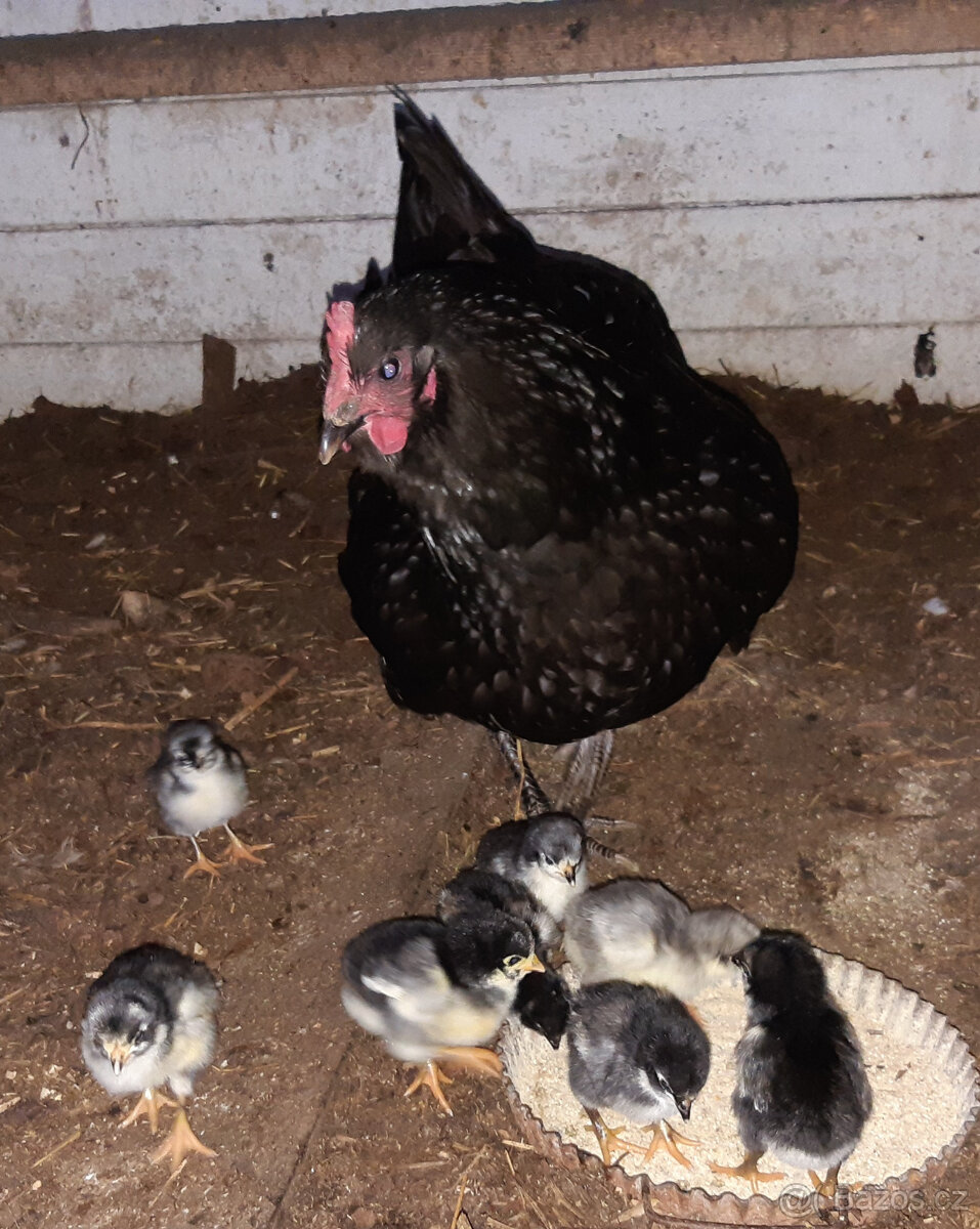 Násadová vejce Zerzejsky obr, yersey gigant - 8