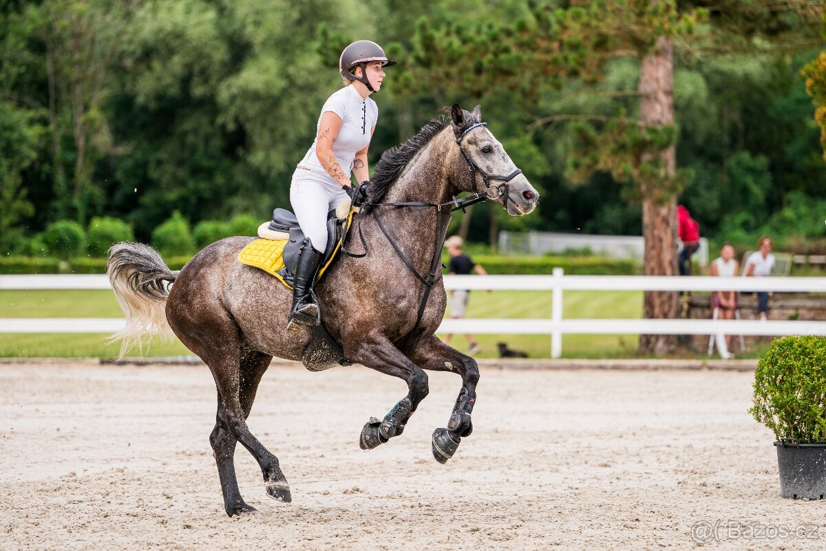 Prodej závodní stáje z důvodu ZDRAVÍ - 8