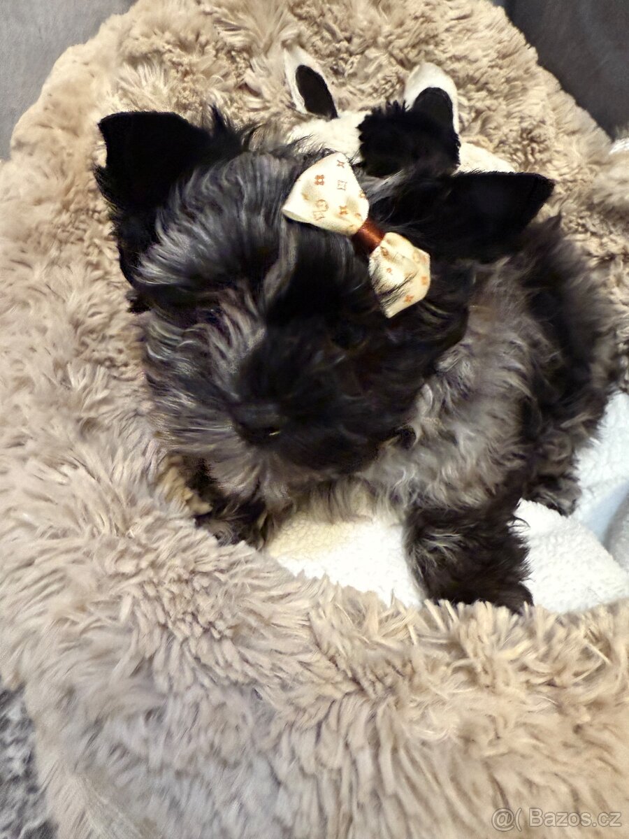 Jorkširský teriér pejsek s PP - 8