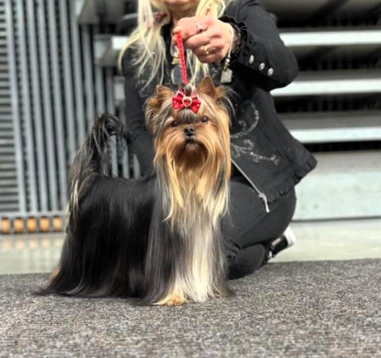 Jorkšírský teriér s PP FCI - 8