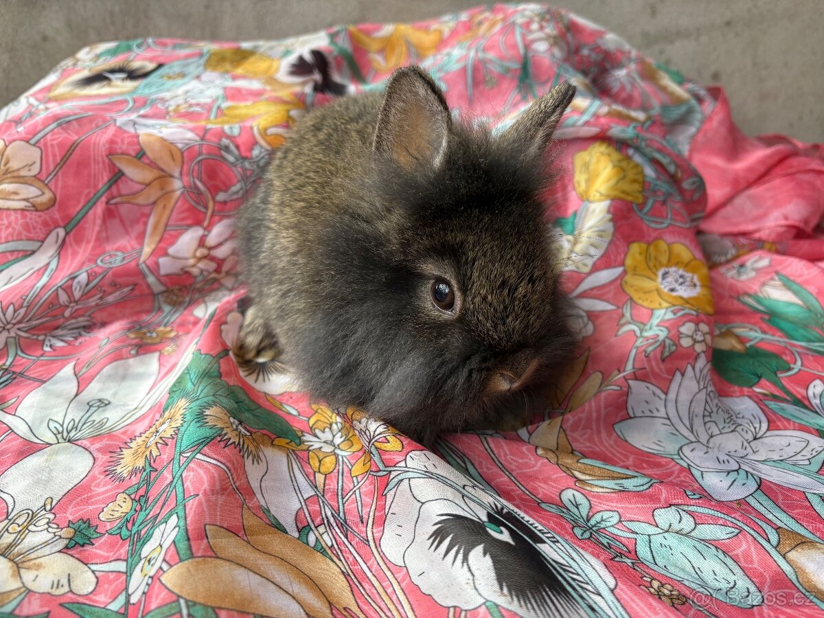 Zakrslá samička Králíčka ❤️ - 8