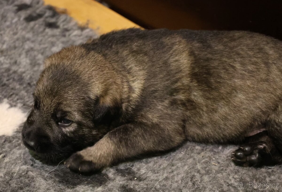 Německý ovčák štěňata s PP ❤️ - 8