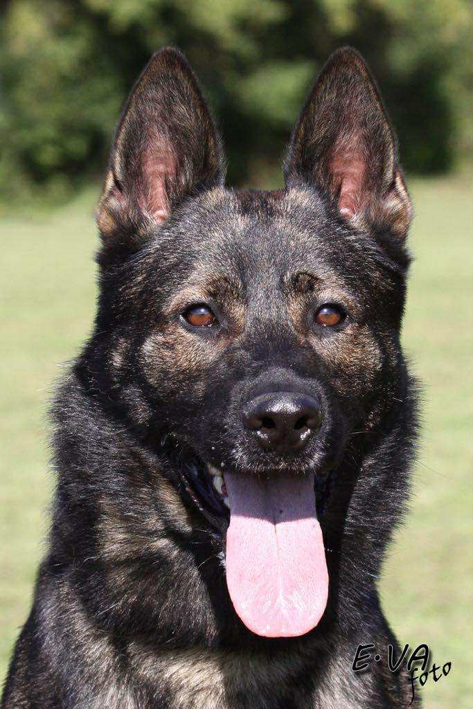 Německý ovčák - 8