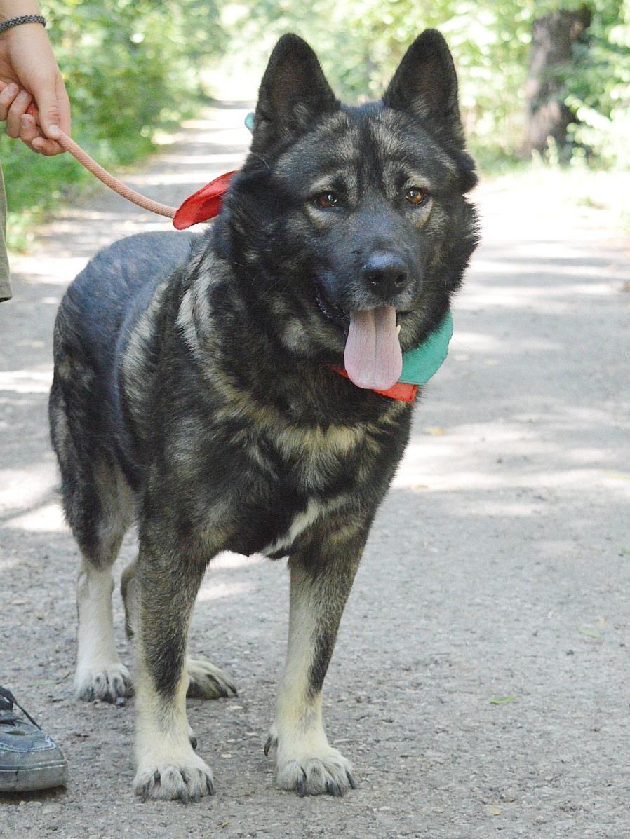 🐾 SIMBAD – energický hrdina s velkým srdcem - 8