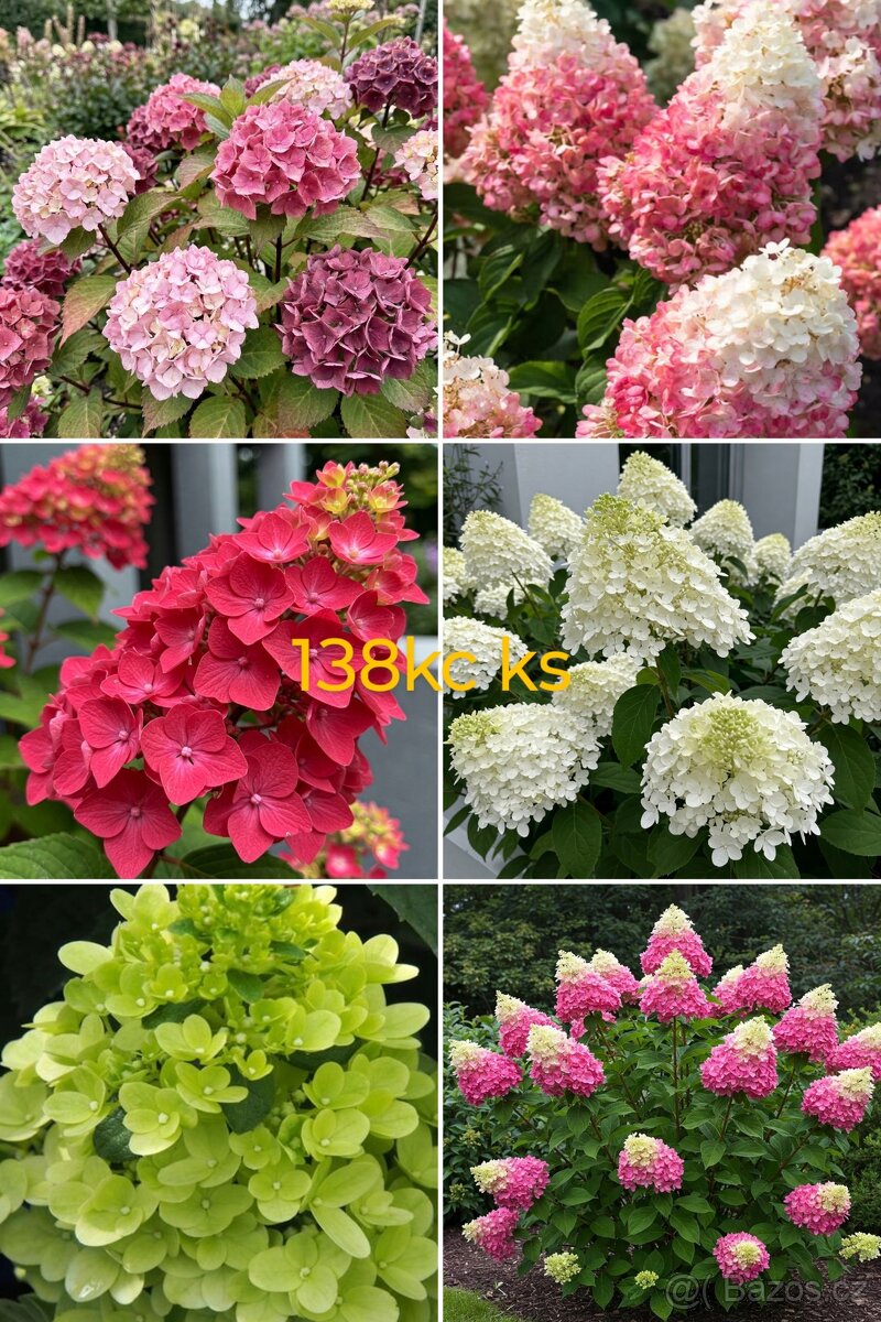 Hortenzie rostliny - 8