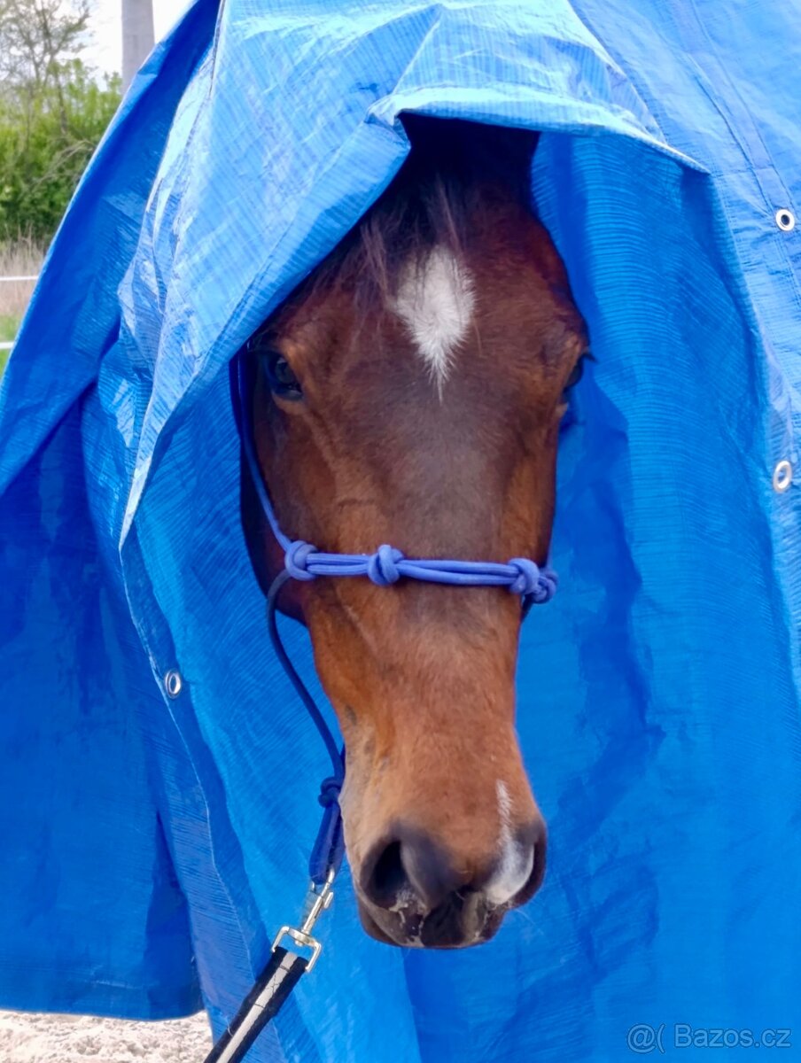 Klisna / Klusák / 7let / Prodej - 8