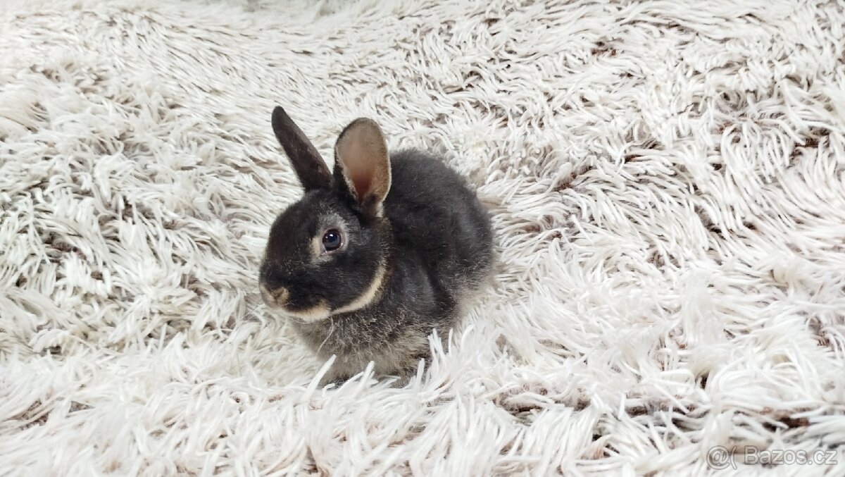 Zakrslý králík, králíček- (REX) DAISY - 8