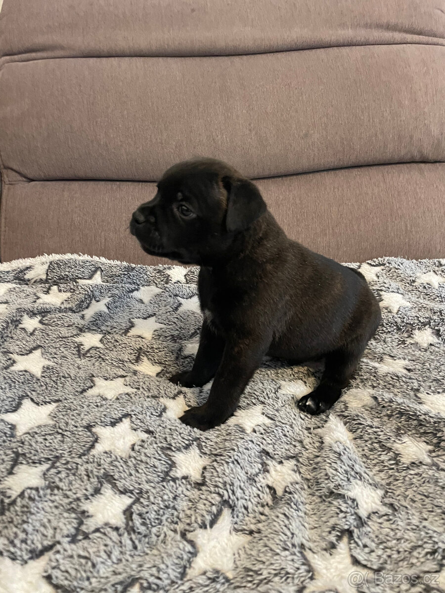 Stafordšírský bulteriér s PP - 8