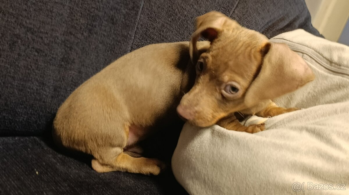 Jezevčík trpasličí pejsek bez PP - 8