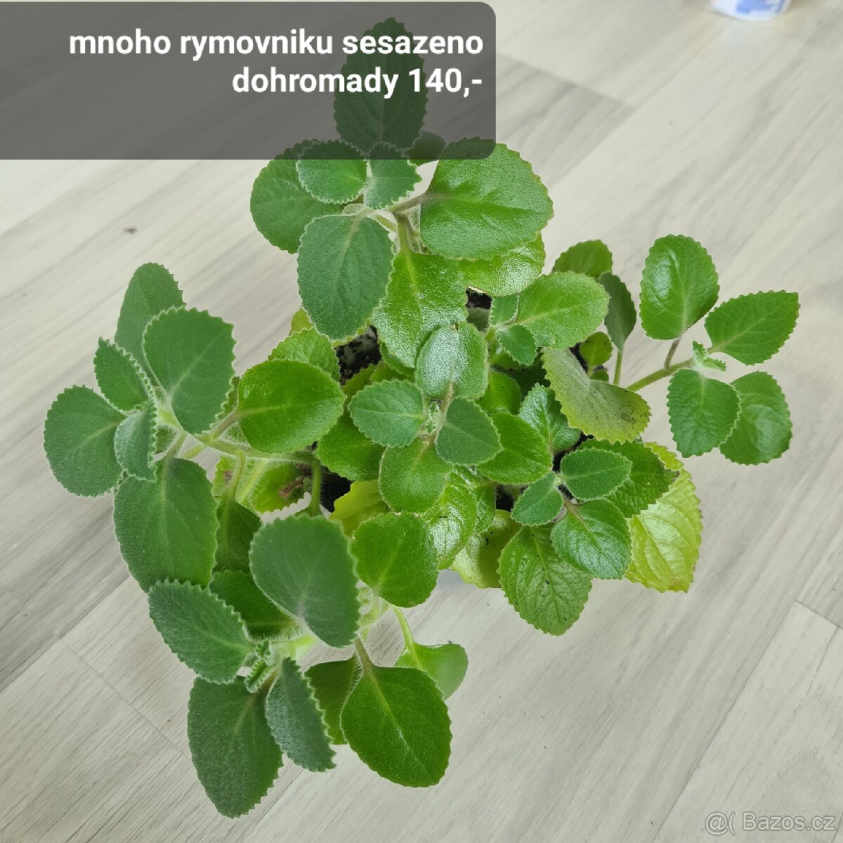 Pokojovky / pokojove rostliny - 8