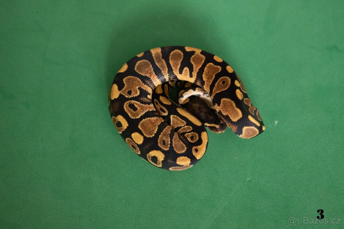 Krajta královská/python regius - 8