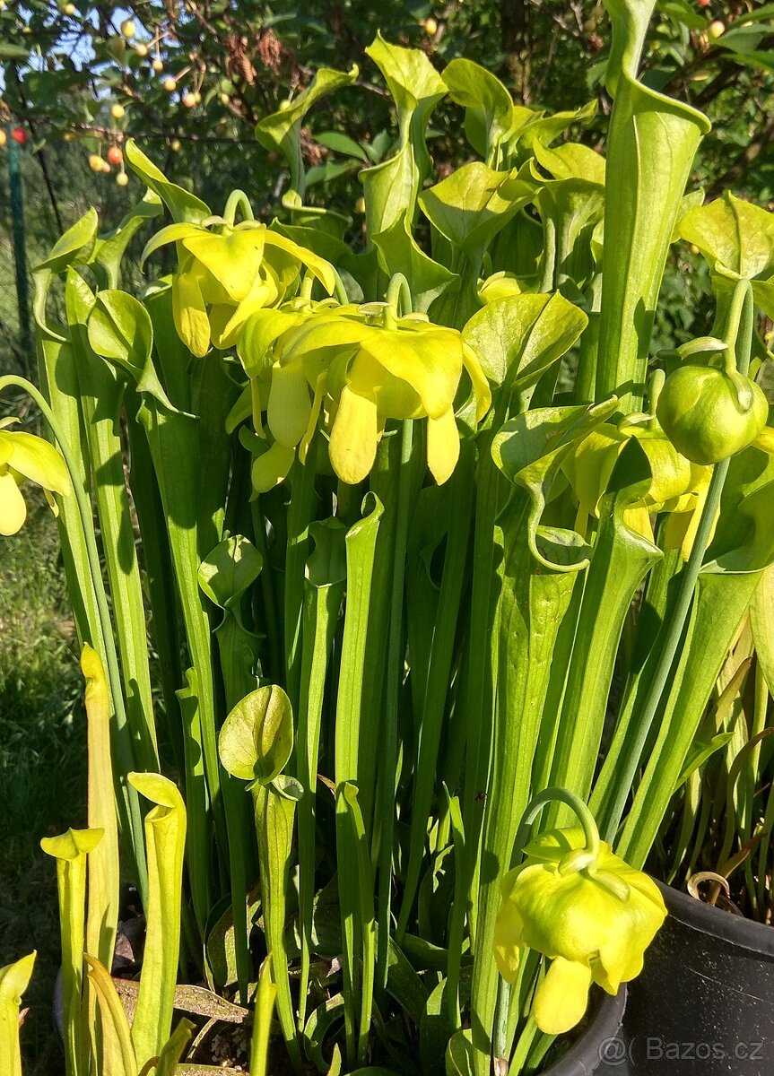 Venkovní masožravé rostliny - 8