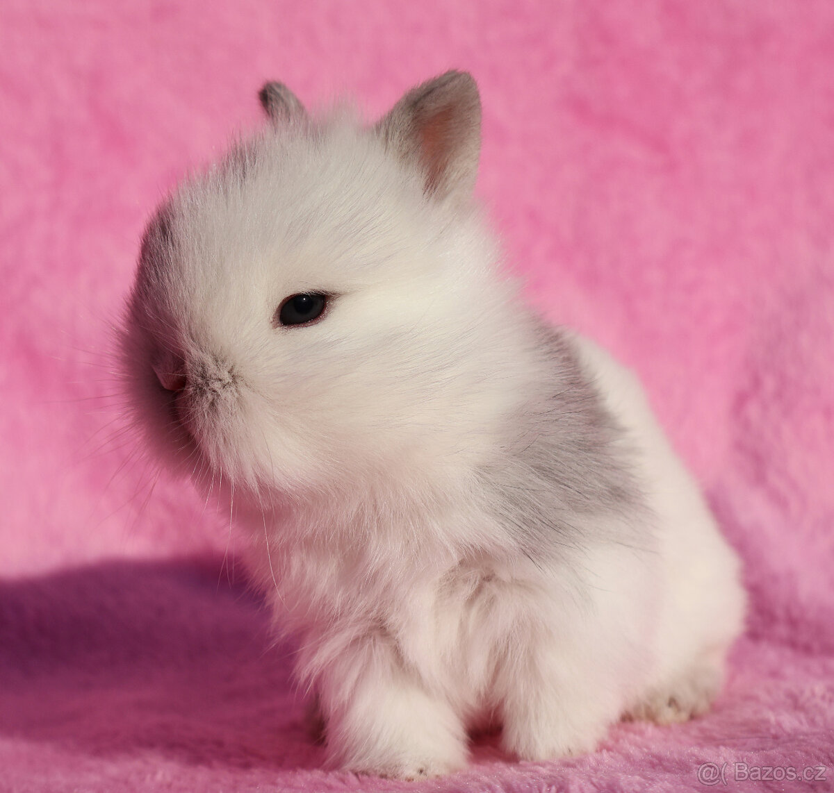 Zakrslý krátkouchý králíček lvíček . - 8