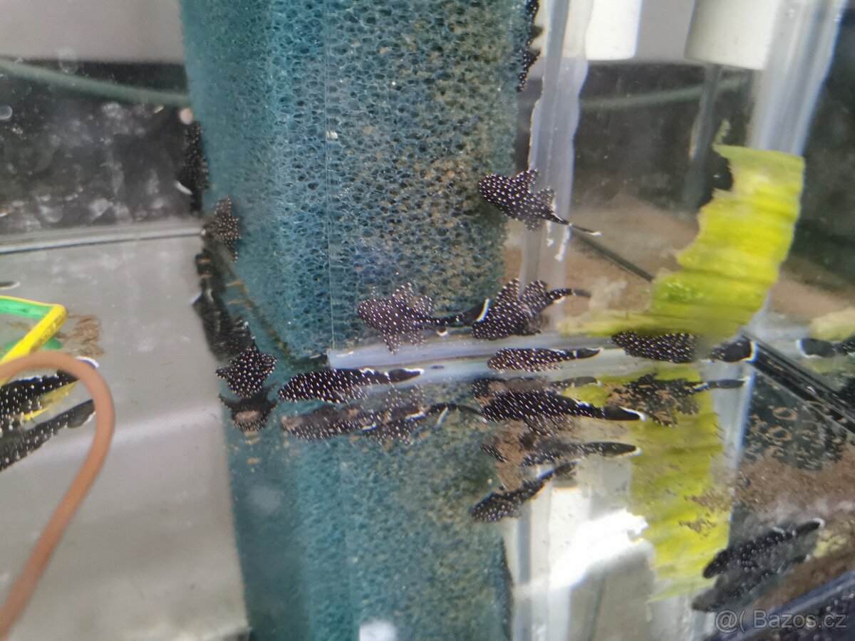 Krunýřovec L213 (Galaxy) - 8