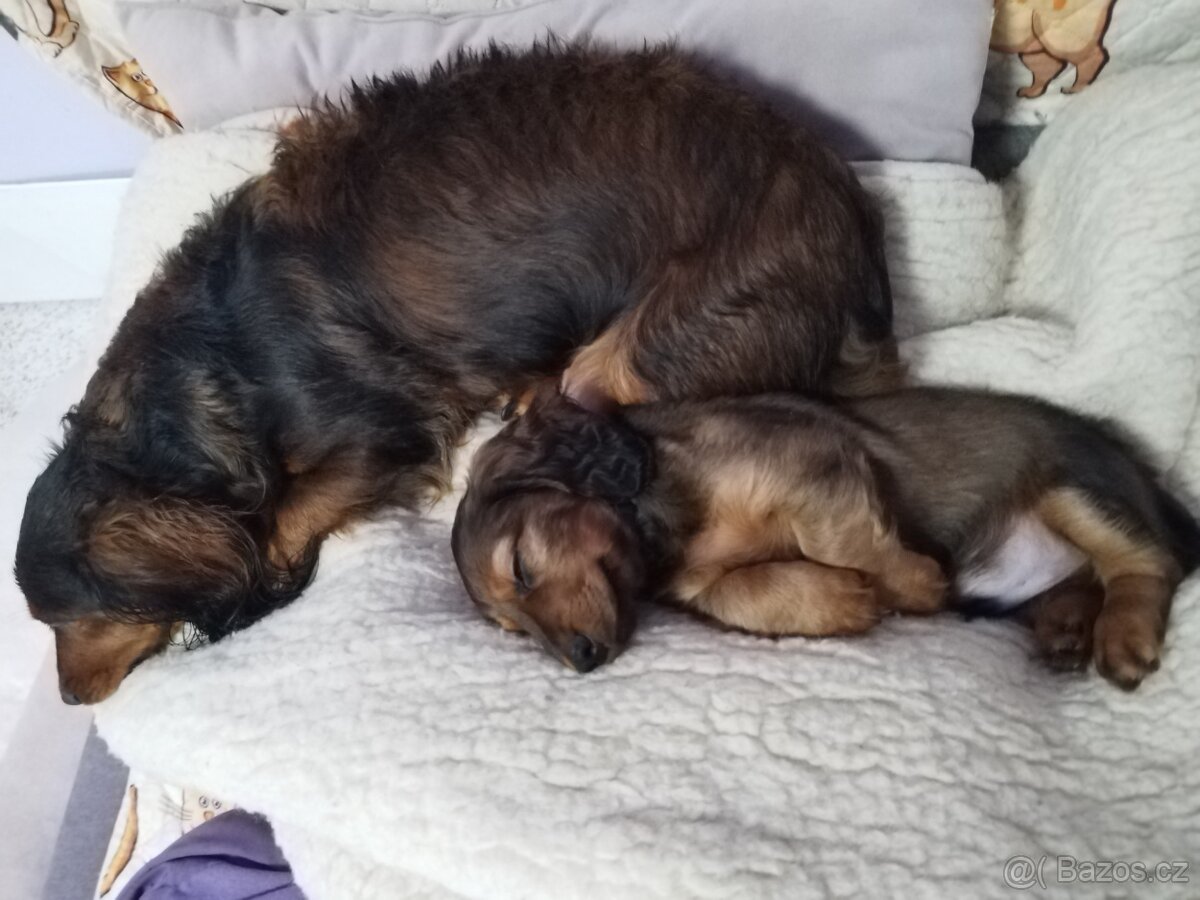 Jezevčík dlouhosrstý trpasličí - 8