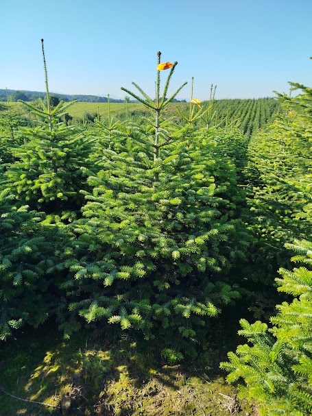 svazek větví jedle kavkazská borovice vánoční stromek - 8