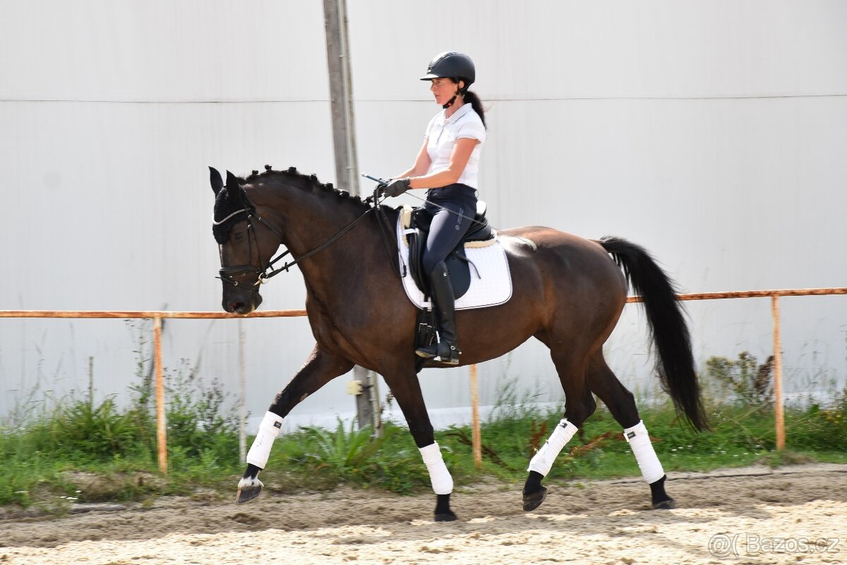 Zkušená drezurní klisna pro dítě či juniora - 8
