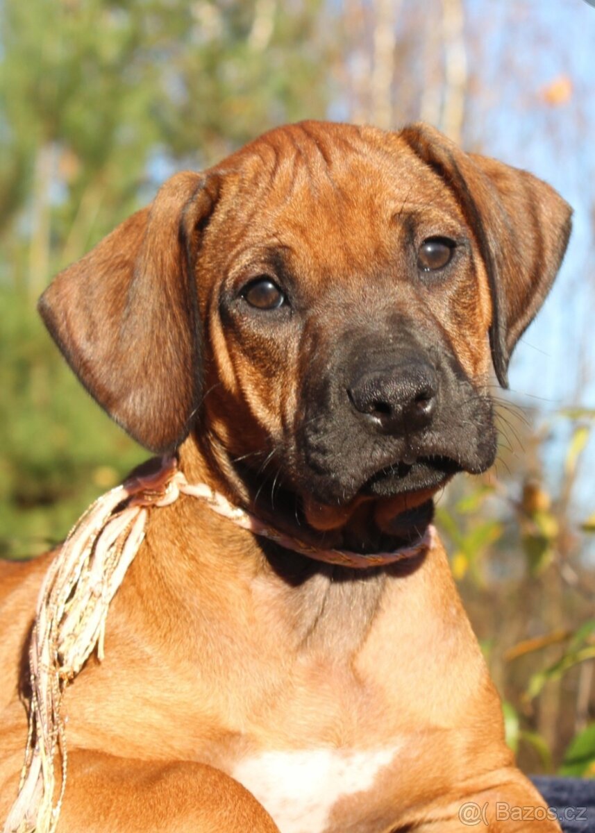 Rhodéský ridgeback - 8