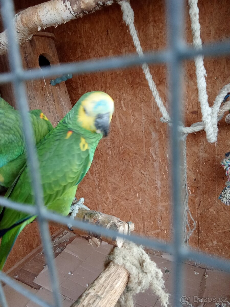 Mládě Amazoňana modročelého - 8