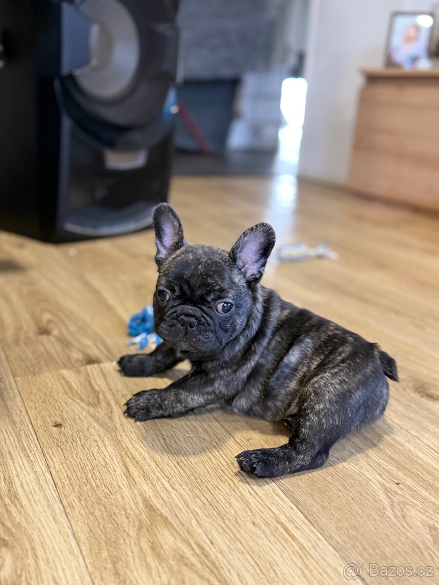 Francouzský buldoček štěňátko s PP - 8