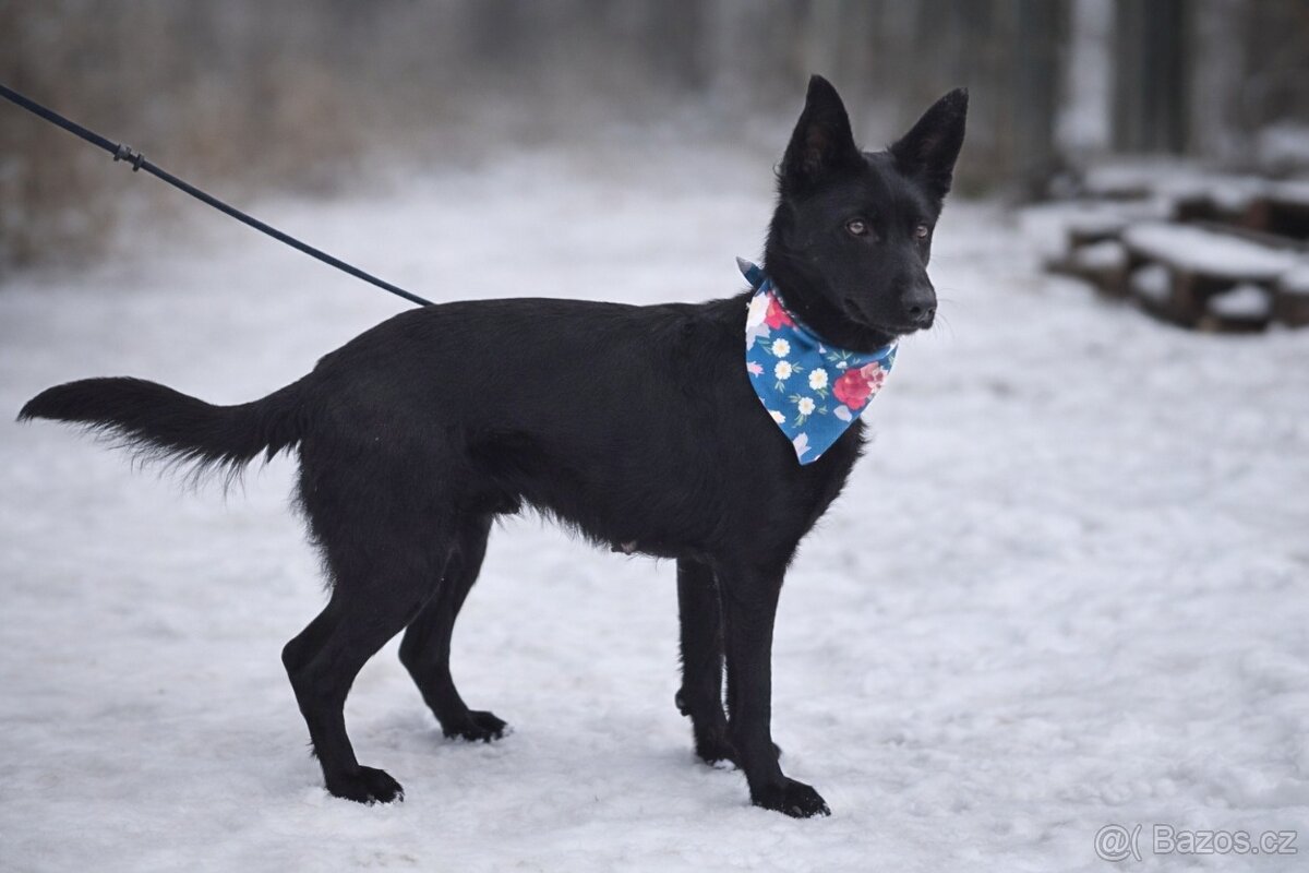 Serena hledá domov - 8