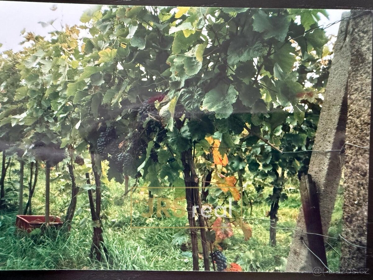 Prodej vinice 2 669 m², Mutěnice, ev.č. 130093JV - 8