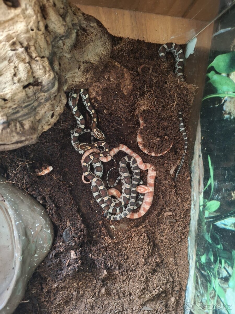 Užovka červená - 8