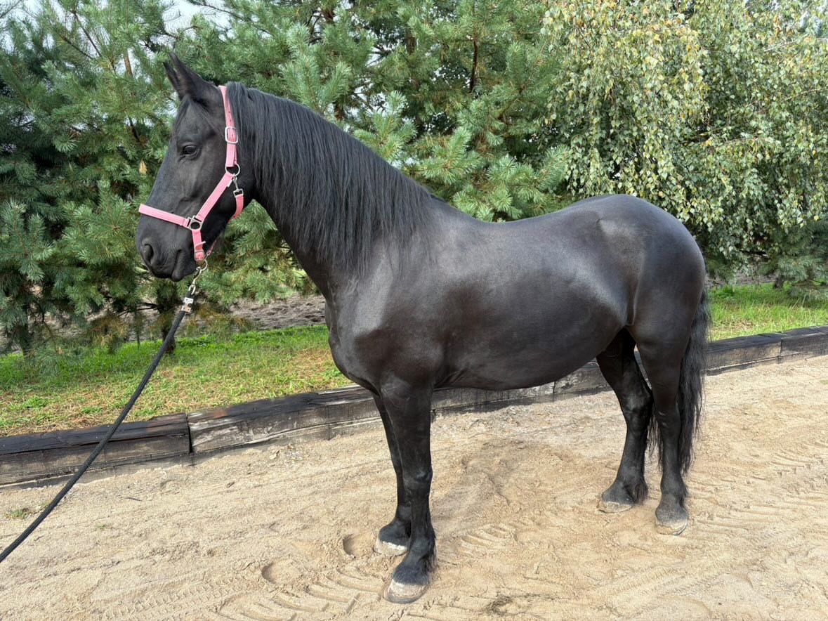 Fríský kůň - 8